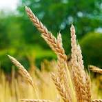Organic Wheat Grain | 1kg | Farm Fresh | No Preservatives